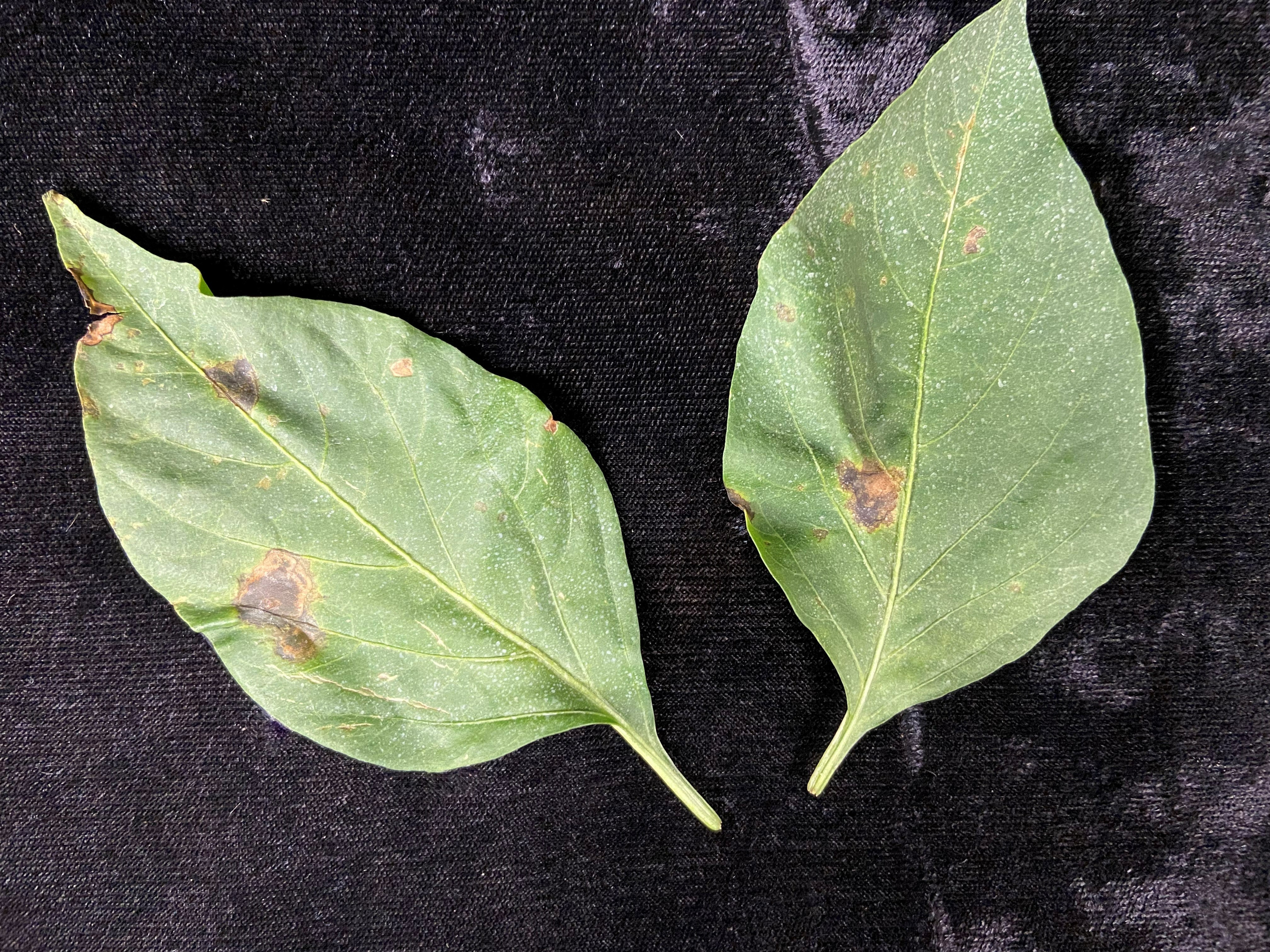 Xanthomonas bacterial spot on pepper.